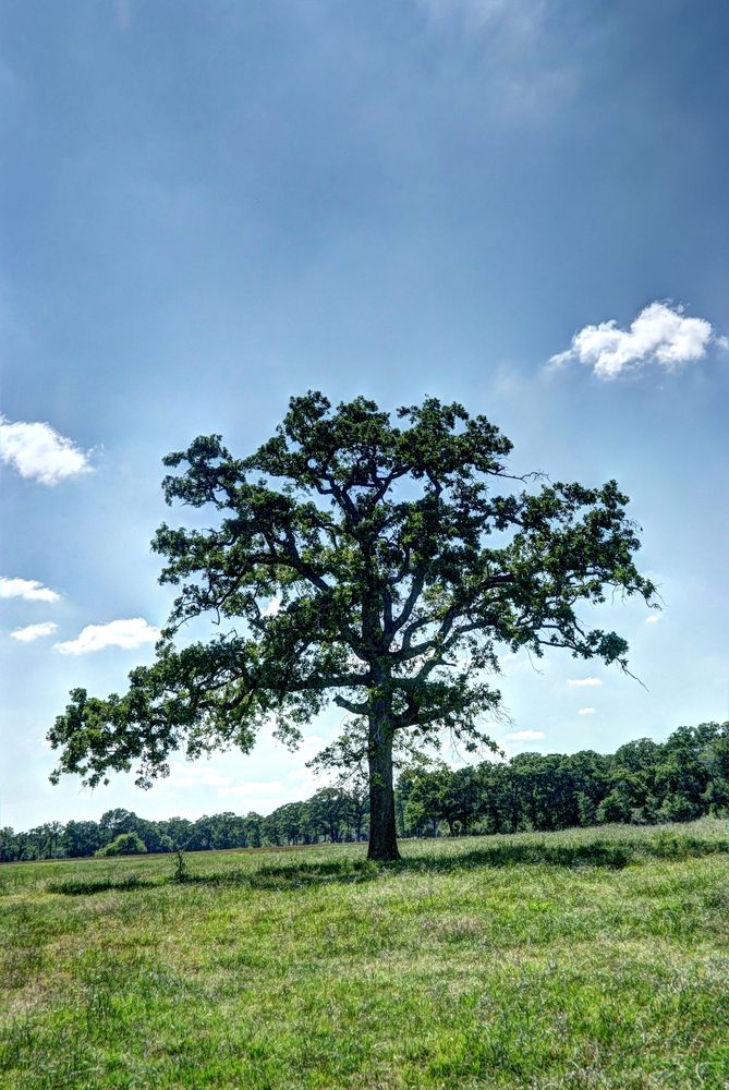 Grimes County Ranch: FM 3090 & CR 306, Anderson, TX 77830